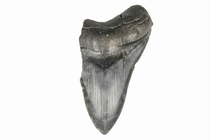 Partial Megalodon Tooth - South Carolina #193967